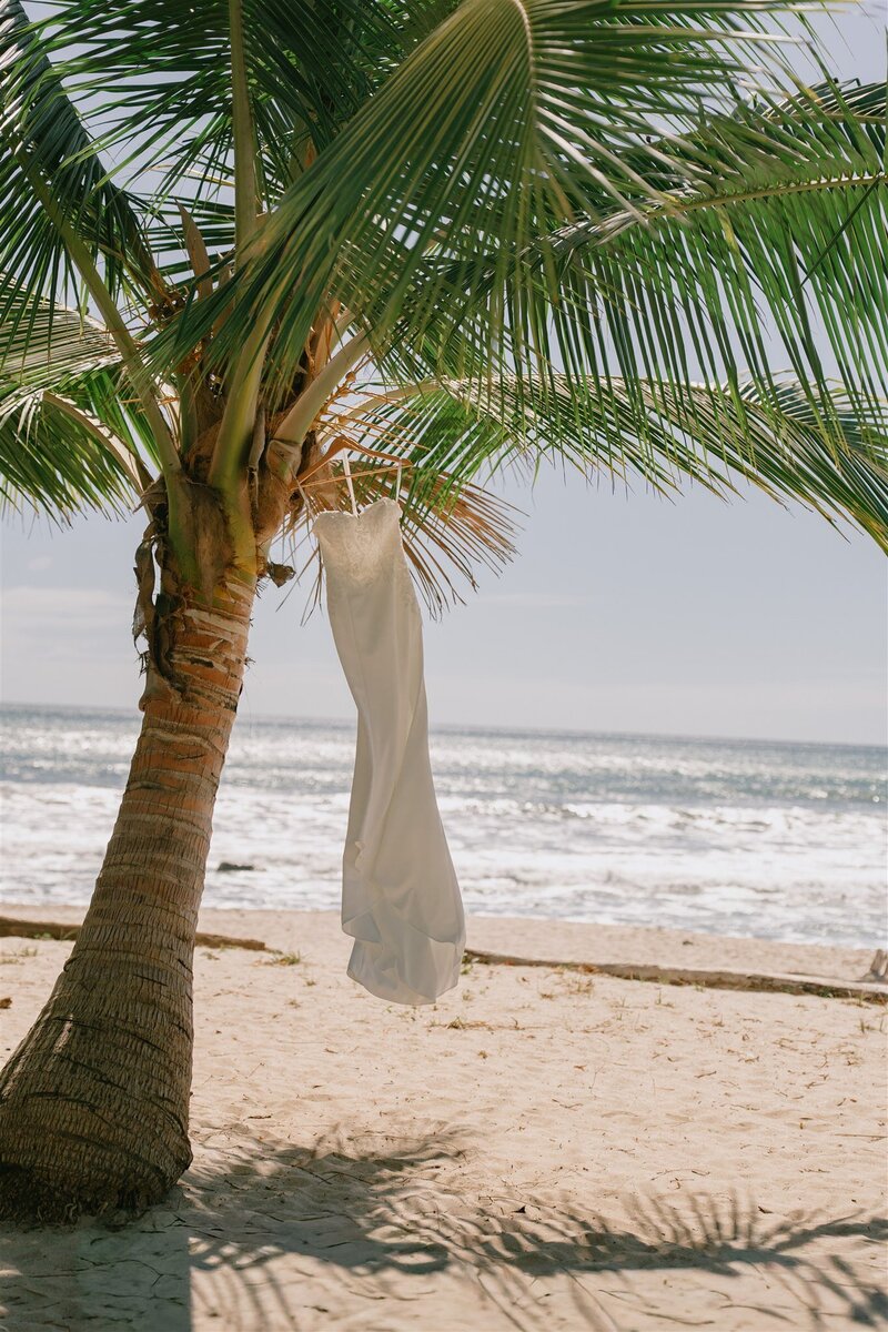 A wedding dress hanging from a palm tree beside the ocean